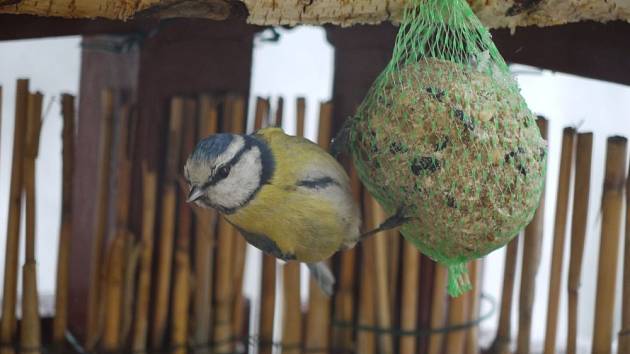 Ptačí hodinka pomůže ornitologům sčítat ptáky. Lidé se mohou zapojit o  víkendu - Teplický deník