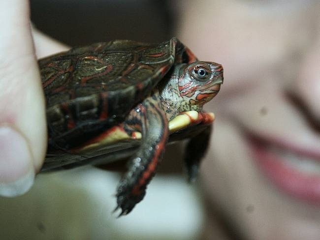 V zoologické zahradě Lešná na Zlínsku se narodila dvě mláďata želvy Rhinoclemmys pulcherrima