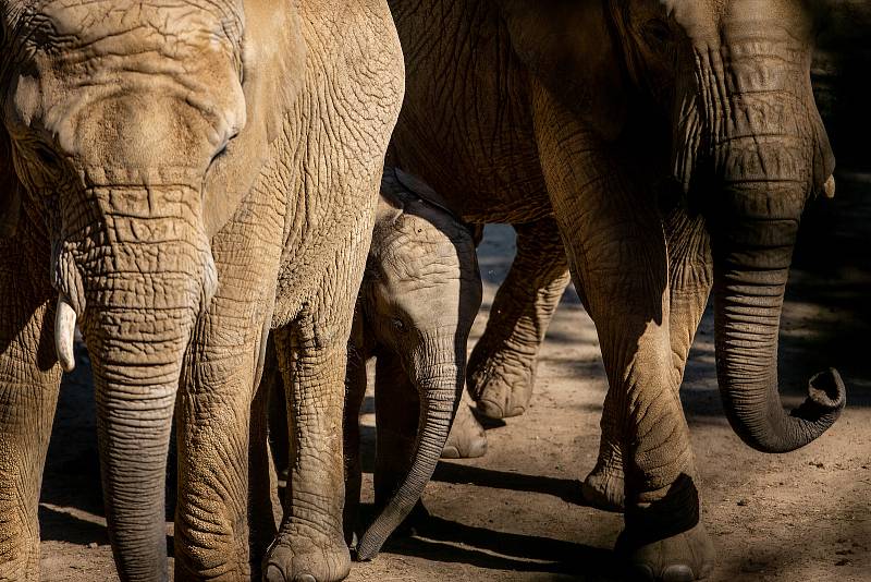 Sloni ve zlínské zoologické zahradě Lešná, 11. srpna 2022