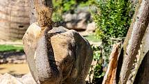 Sloni ve zlínské zoologické zahradě Lešná, 11. srpna 2022