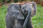Chlouba zlínské zoo: první africké slůně České republiky se narodilo na začátku června 2021