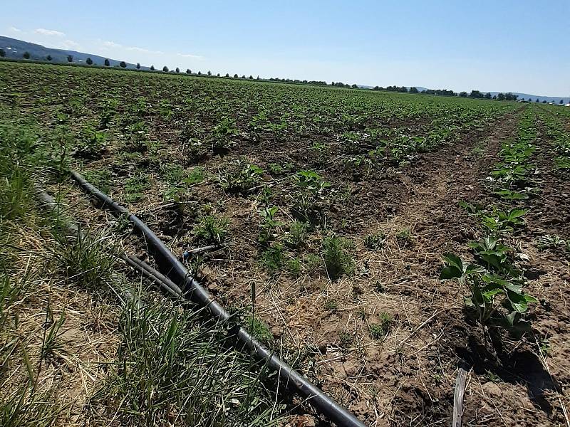 Samosběr jahod na Jahodové farmě v Holešově.