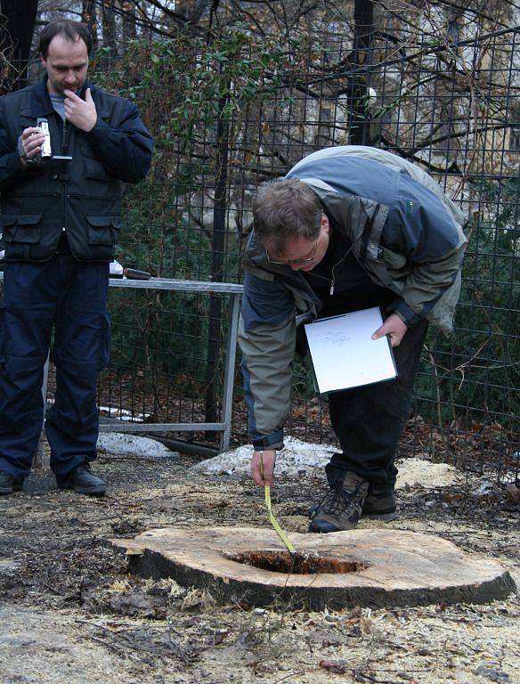 Místo tragického pádu stromu ve Zlíně zkoumají další znalci