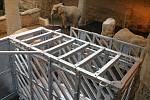 Příprava na inseminaci slonic afrických v ZOO Lešná.