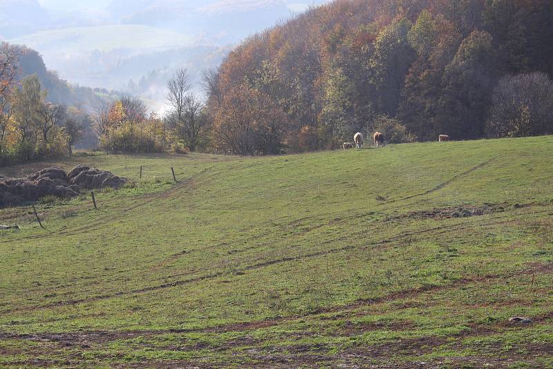 Farma, kde došlo k úhynu skotu. Podle policie šlo o zanedbání péče.