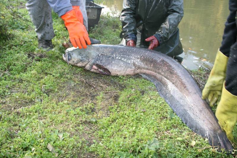 21. výlov Zboženského rybníka ve Zlíně lámal rekordy. Ve výlovu i prodeji ryb a také v návštěvnosti. Celkem vylovili rybáři 17 metráků ryb, 16 hned prodali.