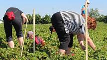 Velkou roli v zájmu o sezónní brigádu v ovocnářství hraje dle předsedy Ovocnářské unie Martina Ludvíka fakt, že v České republice je stále nízká míra nezaměstnanosti. 