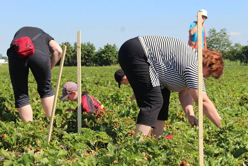 Velkou roli v zájmu o sezónní brigádu v ovocnářství hraje dle předsedy Ovocnářské unie Martina Ludvíka fakt, že v České republice je stále nízká míra nezaměstnanosti. 