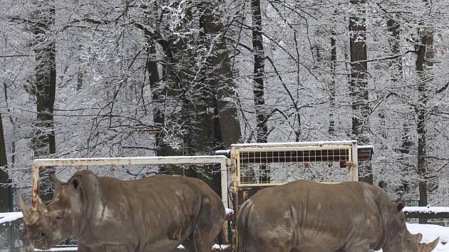 Nosorožci tuponosí ( Ceratotherium simun simun) se připravují na transport a páření v ZOO Lešná.