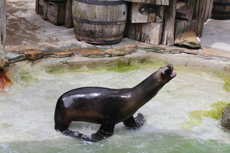 ZOO Lešná, lachtan hřívnatý,  samice Luna