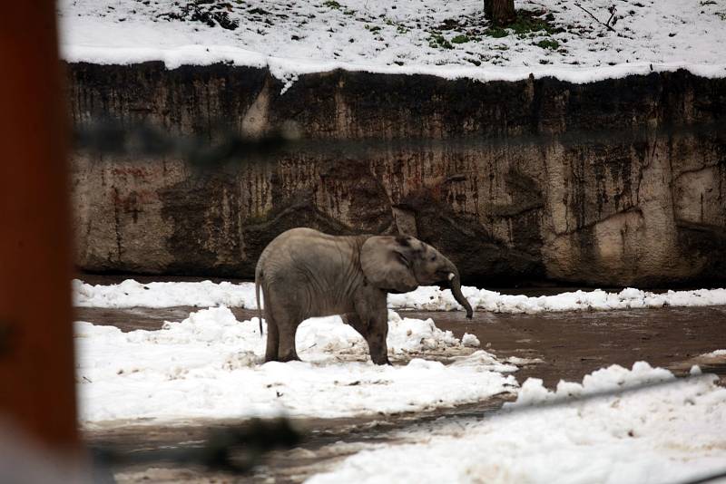 Oslava 6 ti měsíců slůněte afrického v ZOO Lešná ve Zlíně.