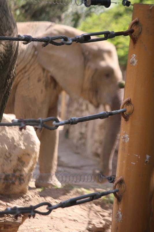 Již za dva měsíce má přijít na svět v Zoo Zlín mládě slona afrického. Ve sloninci však nedochází k žádným výrazným změnám. Zola , Kali i Ulu, musí trénovat každý den. (Zola).