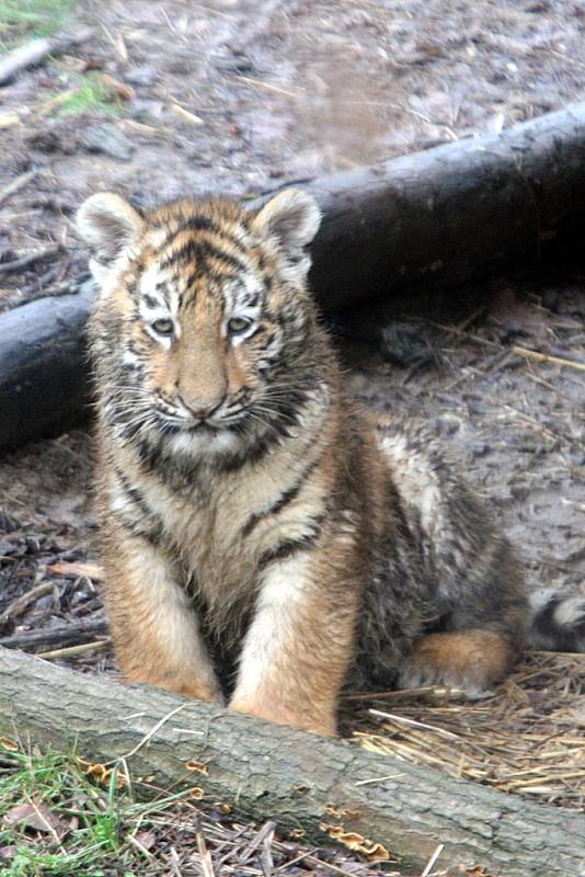 Ve zlínské zoo se narodila tři mláďata tygrů ussurijských