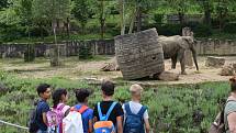 Veřejnost poprvé spatřila nově narozené mládě slona afrického. ZOO Lešná, Zlín.