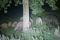 V Centrálním parku na největším zlínském sídlišti Jižní Svahy se objevila divoká prasata; červen 2023