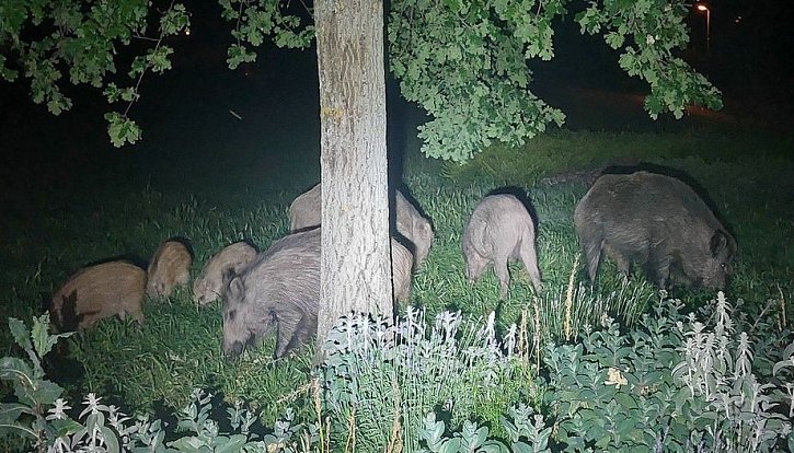 V Centrálním parku na největším zlínském sídlišti Jižní Svahy se objevila divoká prasata; červen 2023