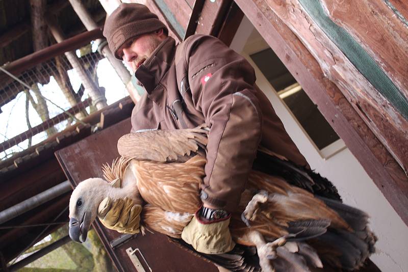 Ze zlínské zoo včera ráno do volné přírody zamířili další tři supi bělohlaví, 2 samičky a jeden samec.