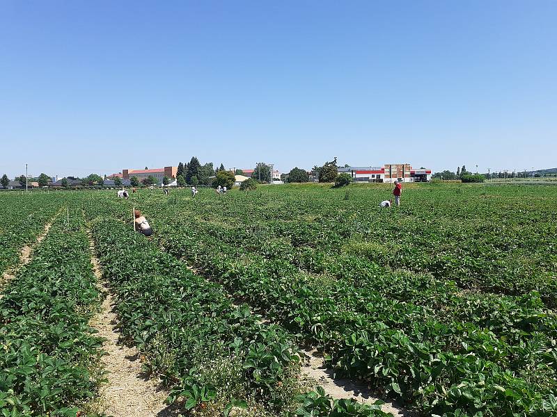 Samosběr jahod na Jahodové farmě v Holešově.