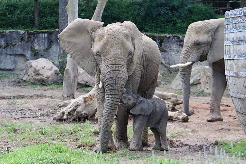 Mládě slona afrického ve zlínské zoo, 13. června 2021