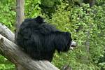 Mládě medvěda pyskatého ve zlínské zoo už řádí ve venkovním výběhu.