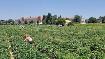 Samosběr jahod na Jahodové farmě v Holešově.