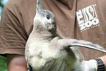 Křest mláďat tučňáku v ZOO Lešná ve Zlíně.