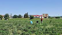 Samosběr jahod na Jahodové farmě v Holešově.