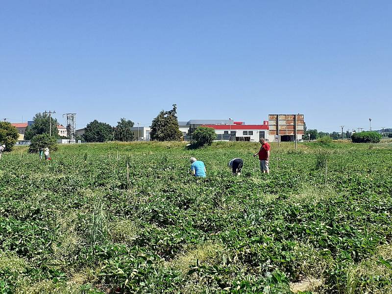 Samosběr jahod na Jahodové farmě v Holešově.