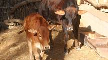 ZOO Lešná expozice Etiopie. Zebu