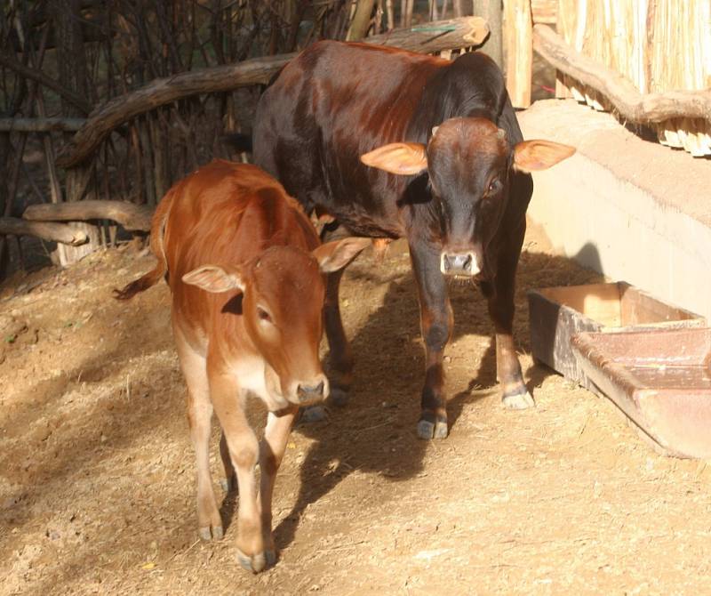 ZOO Lešná expozice Etiopie. Zebu