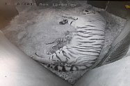 Dnes 10.6. krátce po půlnoci porodila čtrnáctiletá tygřice Tanja 3 mláďata v Zoo Zlín.