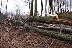 Tragický pád stromu v lese u Březnice.
