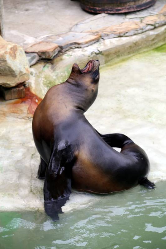 ZOO Lešná, lachtan hřívnatý,  samice Luna