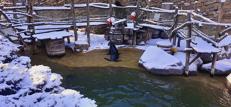 Procházka v zasněžené Zoo Zlín - 22. 1. 2022