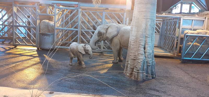 Procházka v zasněžené Zoo Zlín - 22. 1. 2022