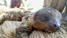Mládě lenochoda dvouprstého, které se narodilo v polovině února v Zoo Zlín.