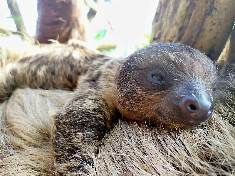 Mládě lenochoda dvouprstého, které se narodilo v polovině února v Zoo Zlín.