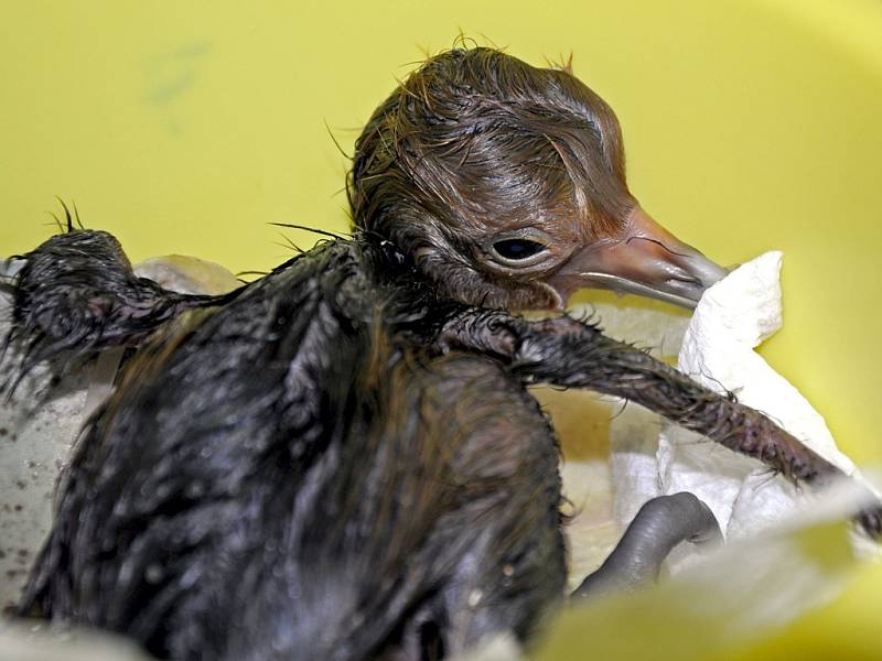 DAŘÍ SE MU. Mládě velmi rychle roste, nejdůležitější je, aby se nezafixovalo na lidi. V dospělosti by to způsobilo potíže.