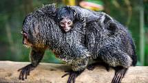 Novým přírůstkem se pochlubila zlínská zoo. Opičí rodina chvostanů bělolících se rozrostla o dalšího člena, když devítiletá samice Oliv porodila třetí mládě, s největší pravděpodobností samičku.