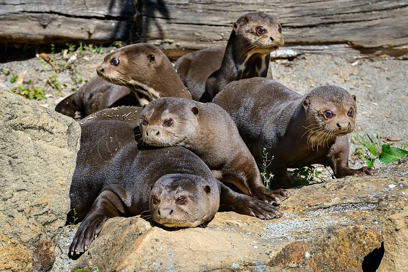 Tři mláďata vyder obrovských se ve zlínské zoo narodila v říjnu 2020.