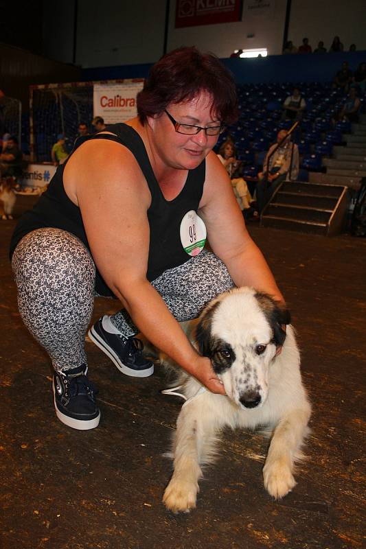 V sobotu 9. června 2018 se konala ve zlínské Sportovní hale Euronics 34. Krajská výstava psů Zlín. Alena Zelinková z Vápenice u Starého Hrozenkova vlastní šestnáctiměsíční fenku Serafínu, která je z plemene Tornjak
