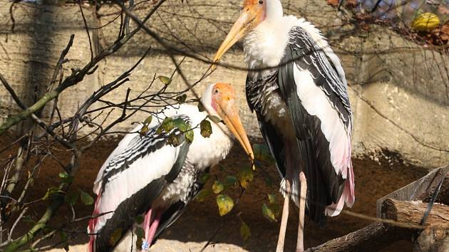 Stěhování ptáků (Nesyt indomalajský) ZOO Lešná