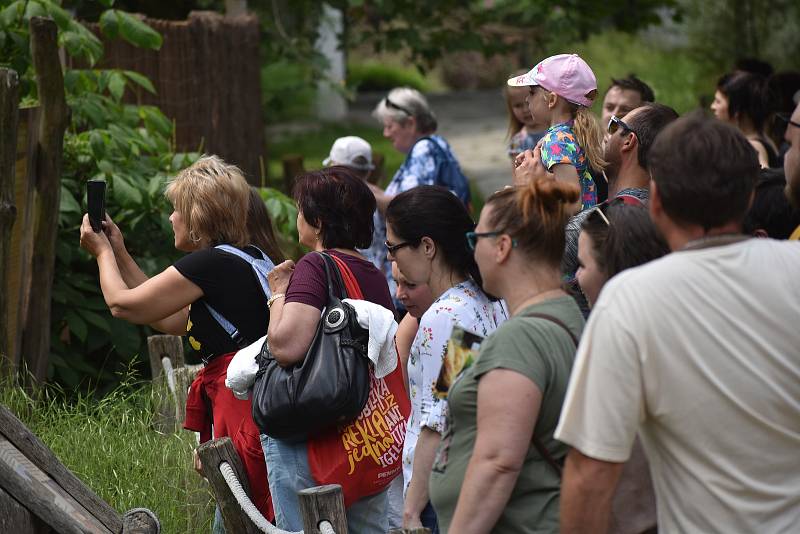 Veřejnost poprvé spatřila nově narozené mládě slona afrického. ZOO Lešná, Zlín.