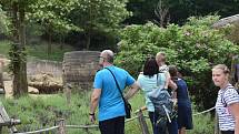 Veřejnost poprvé spatřila nově narozené mládě slona afrického. ZOO Lešná, Zlín.