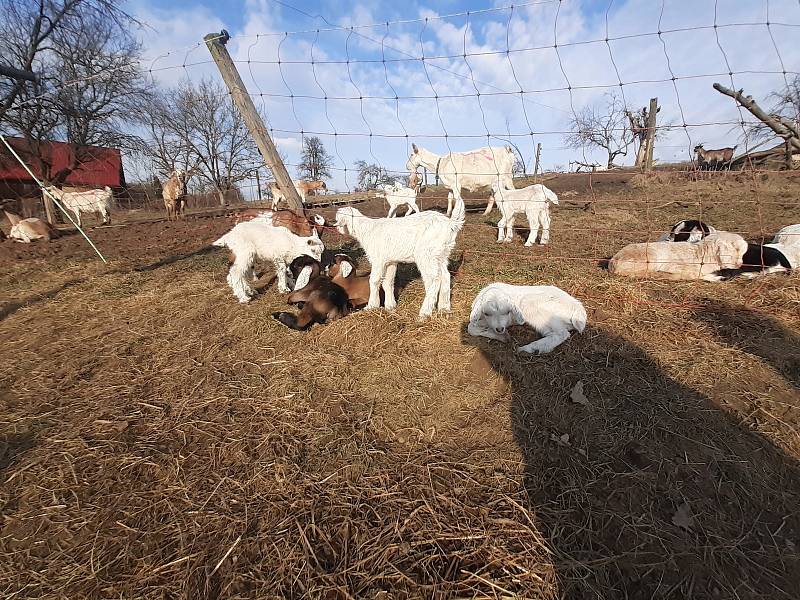 Kozí farma ve Vizovicích má první letošní kůzlata.