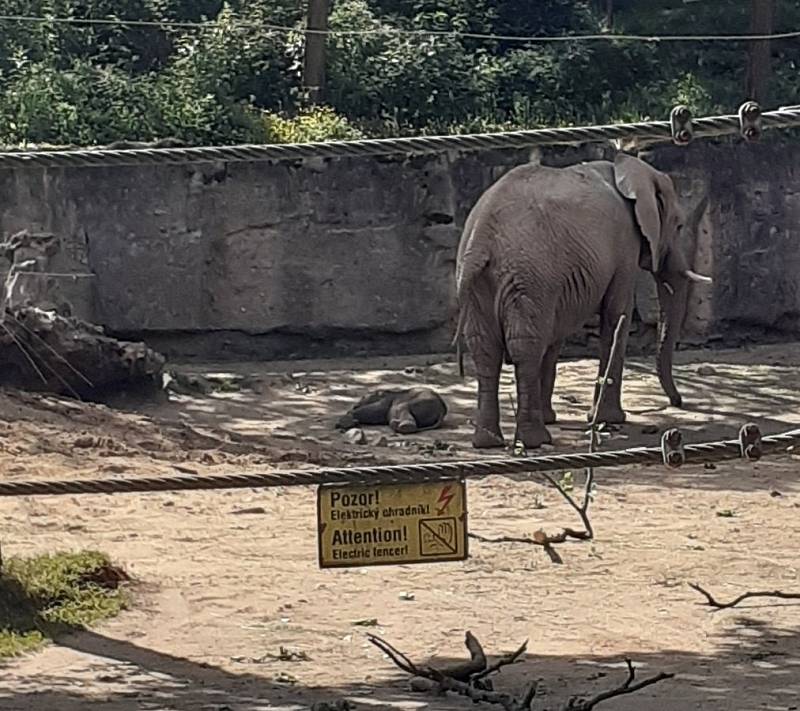 První africké slůně v Česku se narodilo v Zoo Zlín, 11. června 2021