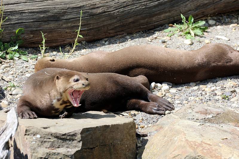 Slavnostní otevření Jaguar Trek v ZOO Lešná.