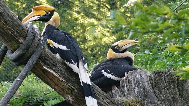 Zoo Zlín je jedinou zahradou na světě, která pravidelně odchovává vzácné dvojzoborožce indické.