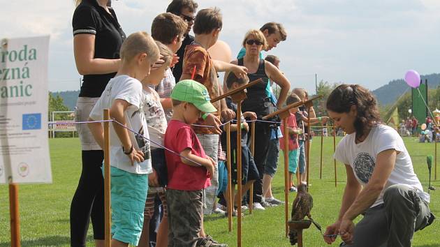 Draví ptáci. Úkazka dravých ptáků, kteří byli zachráněni ve volné přírodě.