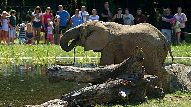 Nový výběh pro slony ve zlínské zoo